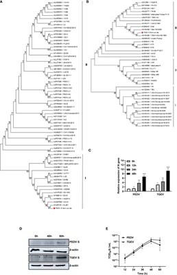 Differential Transcriptomics Analysis of IPEC-J2 Cells Single or Coinfected With Porcine Epidemic Diarrhea Virus and Transmissible Gastroenteritis Virus